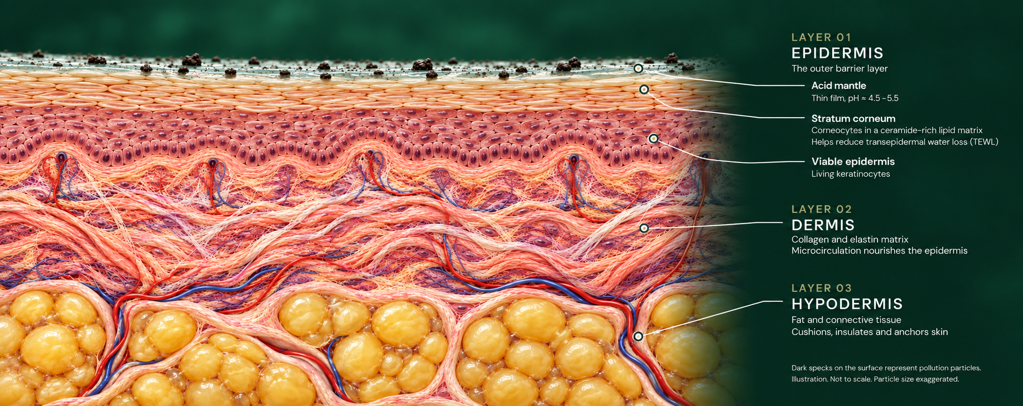 The Three Layers of Living Barrier Defense: Surface Acid Mantle, Lipid Bilayer Matrix, and Viable Epidermis